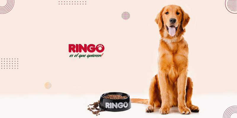 Recomendaciones para realizar la transición de alimento de tu perro